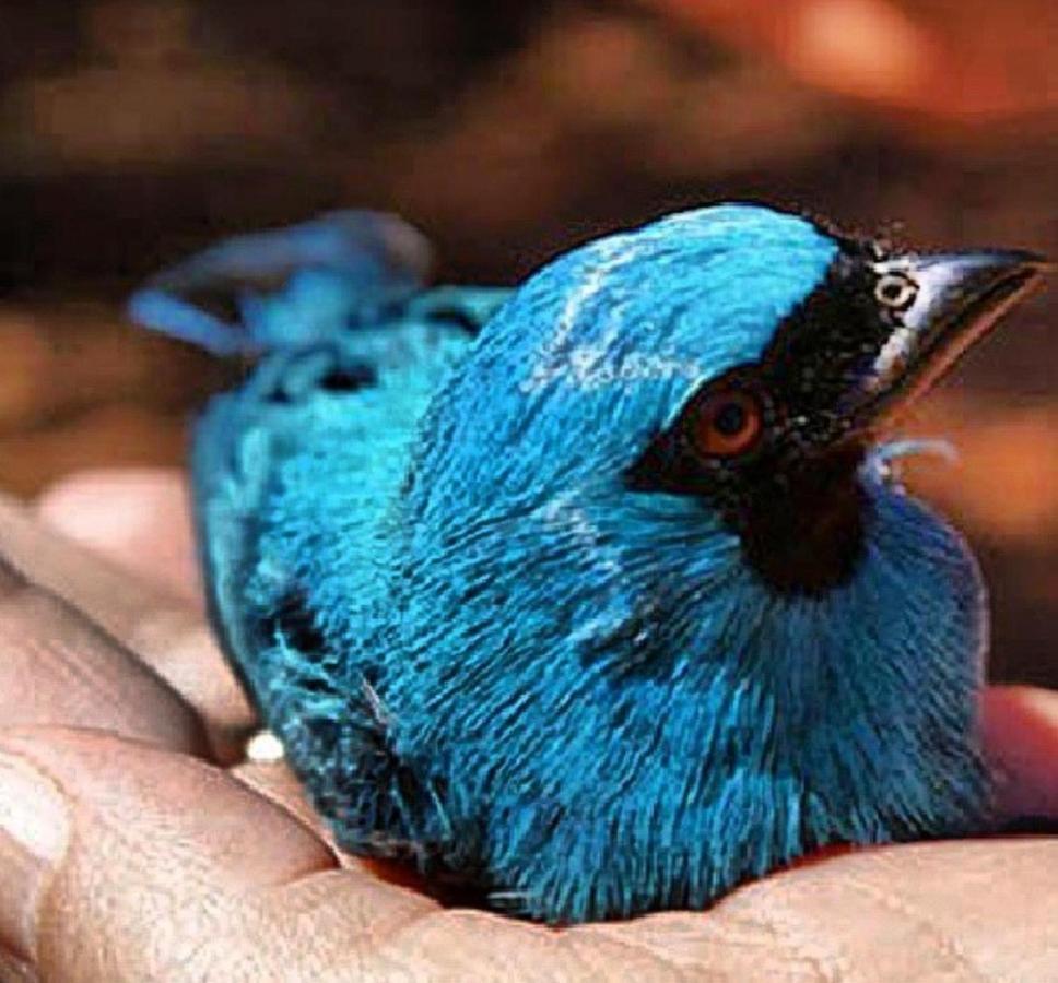 Hotel Fazenda Serra Da Irara Corumbá de Goiás Eksteriør bilde